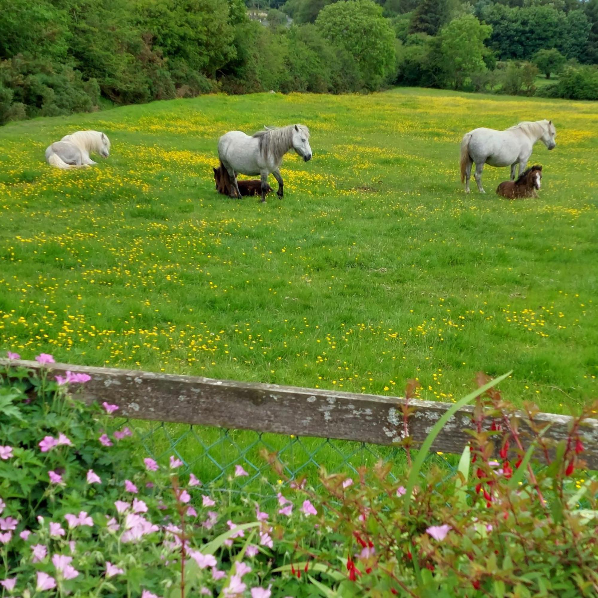 Abhainn Ri Cottages Blessington Luaran gambar